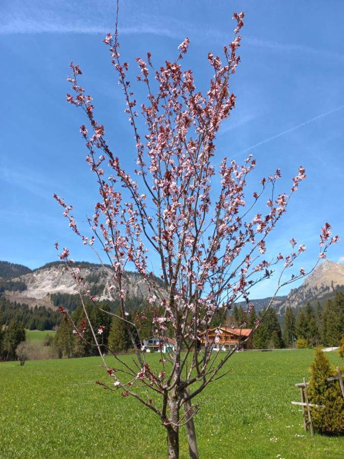 Apartamento Am Schwand Grän Exterior foto